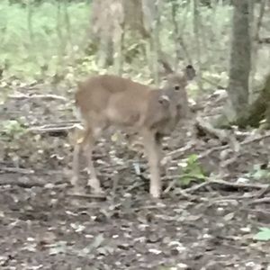 Meet your Posher, Rose